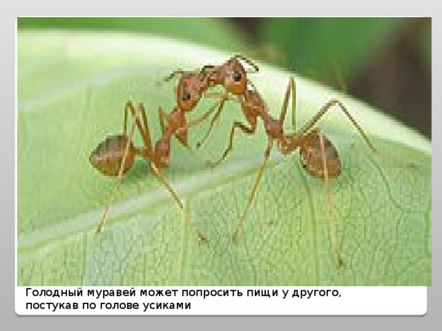 Голодный муравей может попросить пищи у другого, постукав по голове усиками 