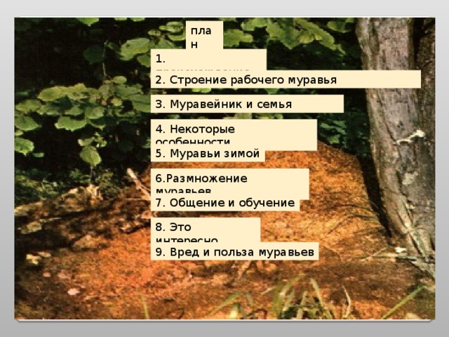 план 1. происхождение 2. Строение рабочего муравья 3. Муравейник и семья 4. Некоторые особенности 5. Муравьи зимой 6.Размножение муравьев 7. Общение и обучение 8. Это интересно 9. Вред и польза муравьев 