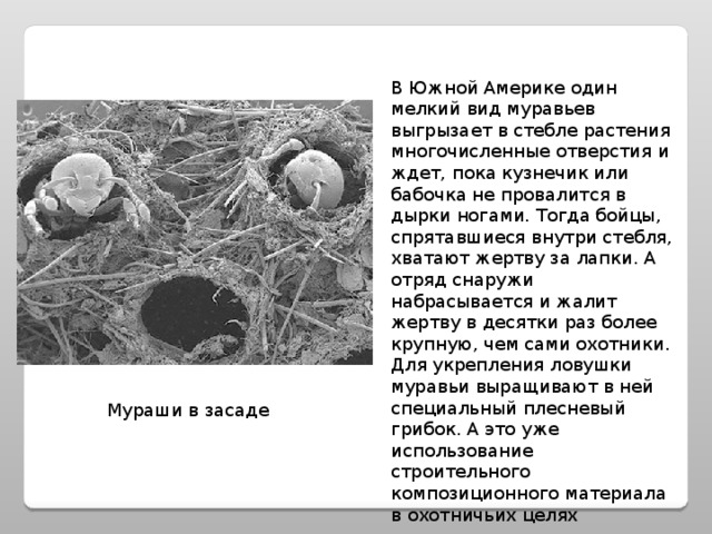 В Южной Америке один мелкий вид муравьев выгрызает в стебле растения многочисленные отверстия и ждет, пока кузнечик или бабочка не провалится в дырки ногами. Тогда бойцы, спрятавшиеся внутри стебля, хватают жертву за лапки. А отряд снаружи набрасывается и жалит жертву в десятки раз более крупную, чем сами охотники. Для укрепления ловушки муравьи выращивают в ней специальный плесневый грибок. А это уже использование строительного композиционного материала в охотничьих целях Мураши в засаде 