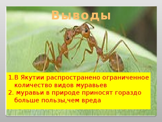 Выводы В Якутии распространено ограниченное количество видов муравьев  муравьи в природе приносят гораздо больше пользы,чем вреда 