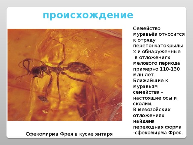 происхождение Семейство муравьёв относится к отряду перепончатокрылых и обнаруженные  в отложениях мелового периода примерно 110-130 млн.лет. Ближайшие к муравьям семейства - настоящие осы и сколии. В мезозойских отложениях найдена переходная форма -сфекомирма Фрея. Сфекомирма Фрея в куске янтаря 