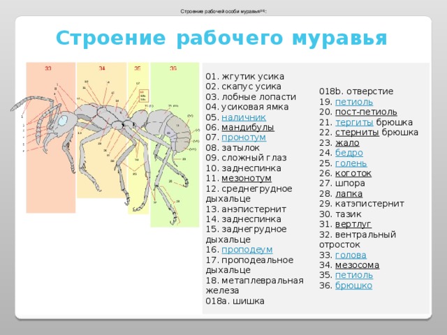 Строение рабочей особи муравья [35] : Строение  рабочего муравья 01. жгутик усика  02. скапус усика  03. лобные лопасти  04. усиковая ямка  05. наличник  06. мандибулы  07. пронотум  08. затылок  09. сложный глаз  10. заднеспинка  11. мезонотум  12. среднегрудное дыхальце  13. анэпистернит  14. заднеспинка  15. заднегрудное дыхальце  16. проподеум  17. проподеальное дыхальце  18. метаплевральная железа  018a. шишка 018b. отверстие  19. петиоль  20. пост-петиоль  21. тергиты брюшка  22. стерниты брюшка  23. жало  24. бедро  25. голень  26. коготок  27. шпора  28. лапка  29. катэпистернит  30. тазик  31. вертлуг  32. вентральный отросток  33. голова  34. мезосома  35. петиоль  36. брюшко 