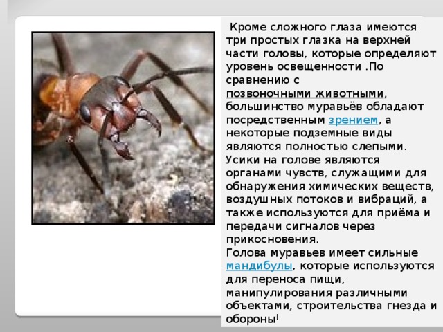  Кроме сложного глаза имеются три простых глазка на верхней части головы, которые определяют уровень освещенности .По сравнению с позвоночными животными , большинство муравьёв обладают посредственным зрением , а некоторые подземные виды являются полностью слепыми. Усики на голове являются органами чувств, служащими для обнаружения химических веществ, воздушных потоков и вибраций, а также используются для приёма и передачи сигналов через прикосновения. Голова муравьев имеет сильные мандибулы , которые используются для переноса пищи, манипулирования различными объектами, строительства гнезда и обороны [ 