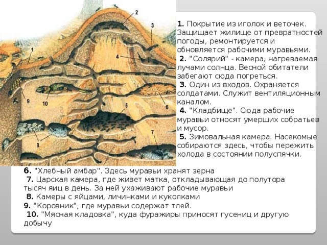    1. Покрытие из иголок и веточек. Защищает жилище от превратностей погоды, ремонтируется и обновляется рабочими муравьями.  2. 