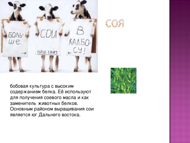 бобовая культура с высоким содержанием белка. Её используют для получения соевого масла и как заменитель животных белков. Основным районом выращивания сои является юг Дальнего востока. 