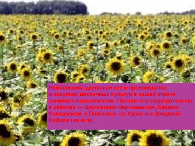 Наибольший удельный вес в производстве и закупках масличных культур в нашей стране занимает подсолнечник. Посевы его сосредоточены в районах — Центрально-Черноземном, Северо-Кавказском, в Поволжье, на Урале и в Западной Сибири (на юге).    