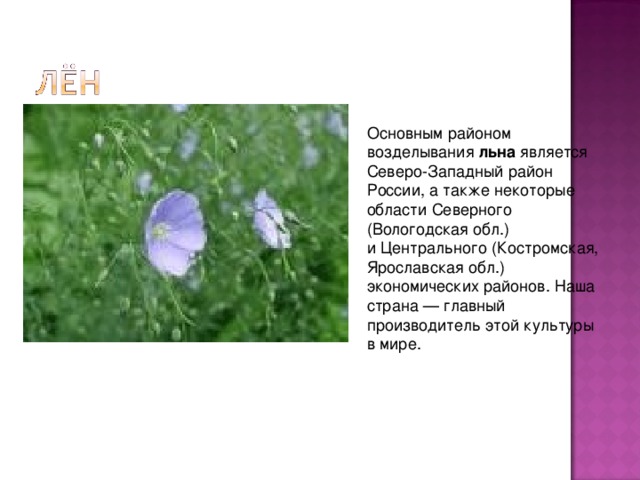 Основным районом возделывания льна является Северо-Западный район России, а также некоторые области Северного (Вологодская обл.) и Центрального (Костромская, Ярославская обл.) экономических районов. Наша страна — главный производитель этой культуры в мире.   