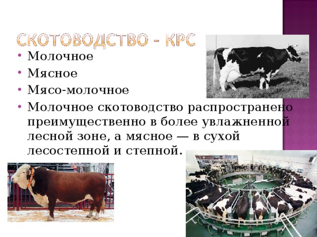 Молочное Мясное Мясо-молочное Молочное скотоводство распространено преимущественно в более увлажненной лесной зоне, а мясное — в сухой лесостепной и степной. 