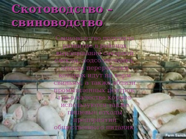 Скотоводство – свиноводство Свиноводство получило развитие в районах выращивания сахарной свеклы, подсолнечника, отходы переработки которых идут на корм свиньям, а также вблизи промышленных центров, где в качестве кормов используются также пищевые отходы предприятий общественного питания. 