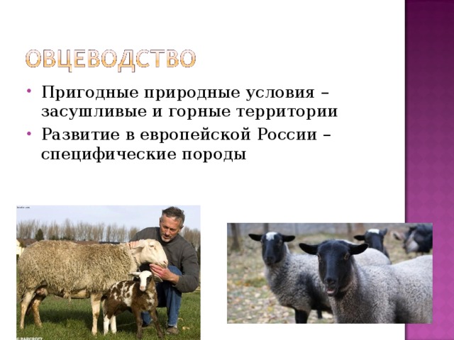 Пригодные природные условия – засушливые и горные территории Развитие в европейской России – специфические породы 