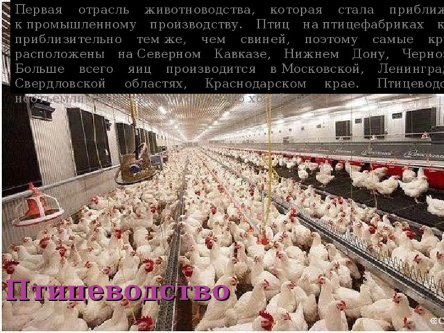Первая отрасль животноводства, которая стала приближаться к промышленному производству. Птиц на птицефабриках кормят приблизительно тем же, чем свиней, поэтому самые крупные расположены на Северном Кавказе, Нижнем Дону, Черноземье. Больше всего яиц производится в Московской, Ленинградской, Свердловской областях, Краснодарском крае. Птицеводство — неотъемлимая часть пригородного хозяйства. Птицеводство 