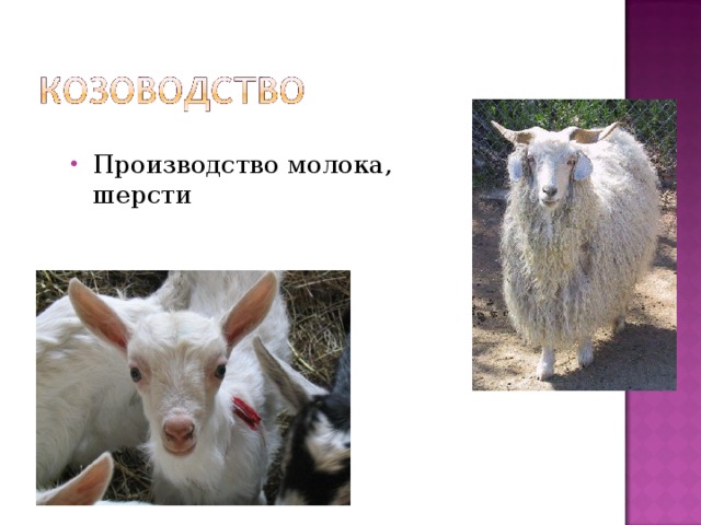 Производство молока, шерсти 