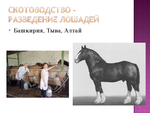 Башкирия, Тыва, Алтай 
