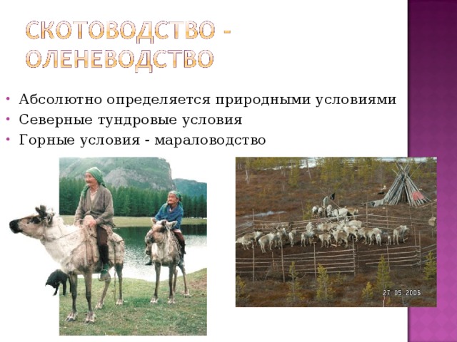 Абсолютно определяется природными условиями Северные тундровые условия Горные условия - мараловодство 