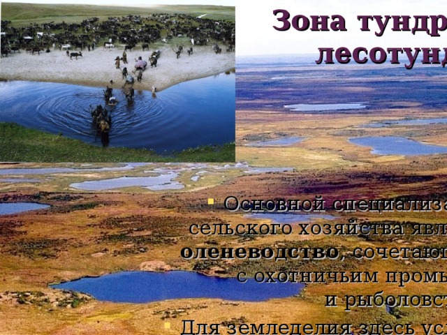 Зона тундры и лесотундры Основной специализацией сельского хозяйства является оленеводство , сочетающееся с охотничьим промыслом и рыболовством. Для земледелия здесь условия неблагоприятные. 