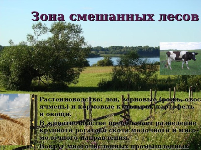 Зона смешанных лесов Растениеводство: лен, зерновые (рожь, овес, ячмень) и кормовые культуры, картофель и овощи. В животноводстве преобладает разведение крупного рогатого скота молочного и мясо-молочного направления. Вокруг многочисленных промышленных центров получило развитие свиноводство и птицеводство. 