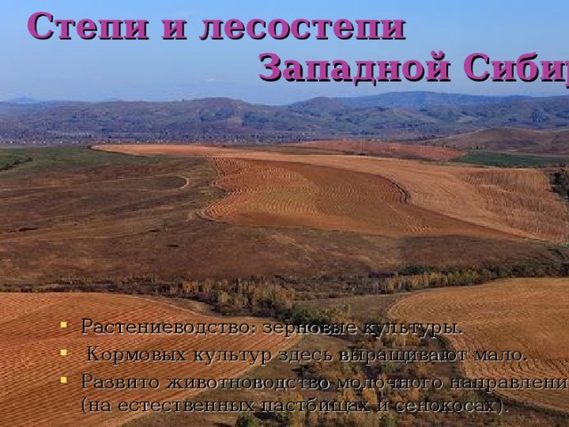 Степи и лесостепи Западной Сибири Растениеводство: зерновые культуры.  Кормовых культур здесь выращивают мало. Развито животноводство молочного направления (на естественных пастбищах и сенокосах). 