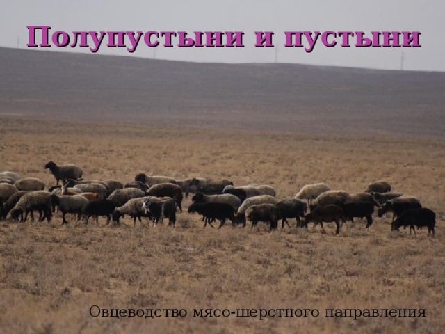 Полупустыни и пустыни Овцеводство мясо-шерстного направления 