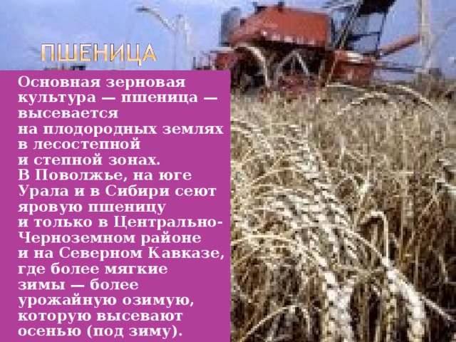 Основная зерновая культура — пшеница — высевается на плодородных землях в лесостепной и степной зонах. В Поволжье, на юге Урала и в Сибири сеют яровую пшеницу и только в Центрально-Черноземном районе и на Северном Кавказе, где более мягкие зимы — более урожайную озимую, которую высевают осенью (под зиму).  