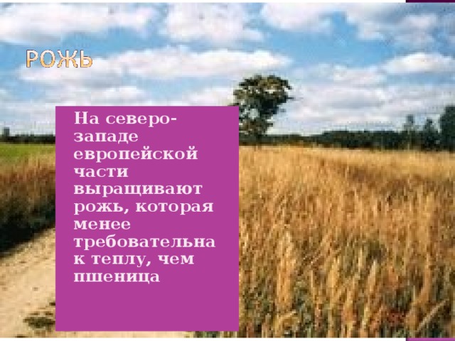 На северо-западе европейской части выращивают рожь, которая менее требовательна к теплу, чем пшеница 