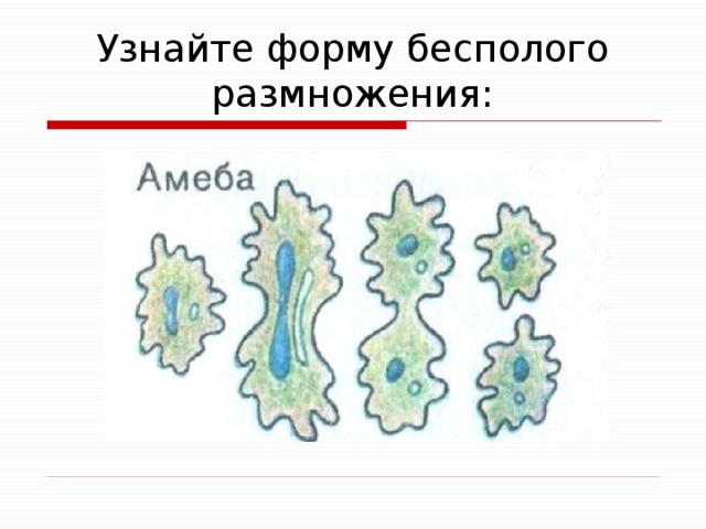 Узнайте форму бесполого размножения: 