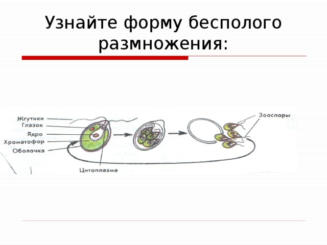 Узнайте форму бесполого размножения: 