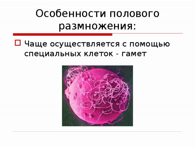 Особенности полового размножения: Чаще осуществляется с помощью специальных клеток - гамет 