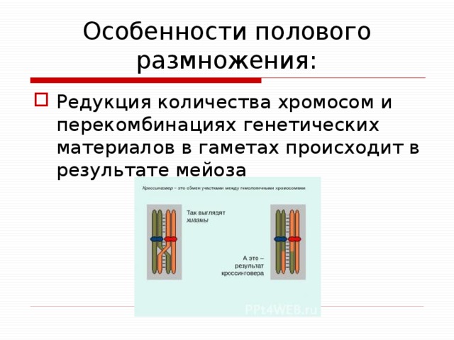 Особенности полового размножения: Редукция количества хромосом и перекомбинациях генетических материалов в гаметах происходит в результате мейоза 