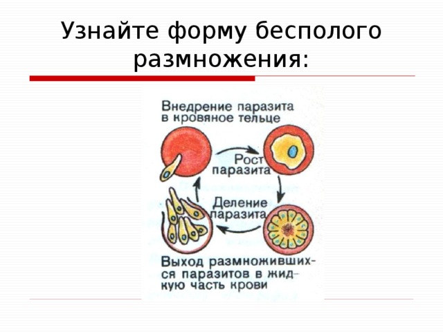Узнайте форму бесполого размножения: 