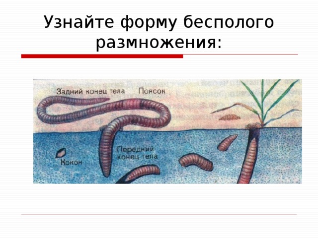 Узнайте форму бесполого размножения: 