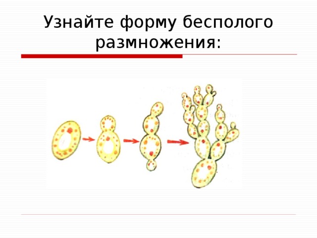 Узнайте форму бесполого размножения: 