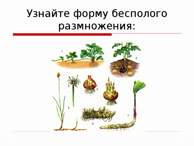 Узнайте форму бесполого размножения: 