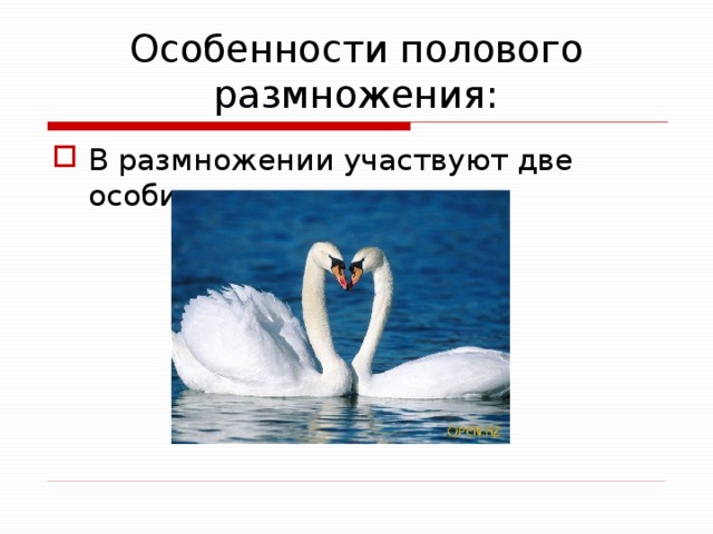 Особенности полового размножения: В размножении участвуют две особи 