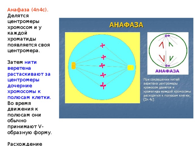 Анафаза (4n4c). Делятся центромеры хромосом и у каждой хроматиды появляется своя центромера. Затем нити веретена растаскивают за центромеры дочерние хромосомы к полюсам клетки. Во время движения к полюсам они обычно принимают V-образную форму. Расхождение хромосом к полюсам происходит за счет укорачивания нитей веретена. 