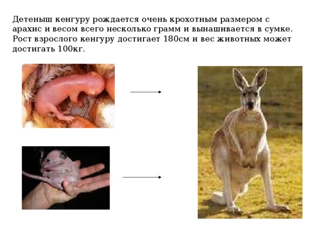 Детеныш кенгуру рождается очень крохотным размером с арахис и весом всего несколько грамм и вынашивается в сумке. Рост взрослого кенгуру достигает 180см и вес животных может достигать 100кг. 