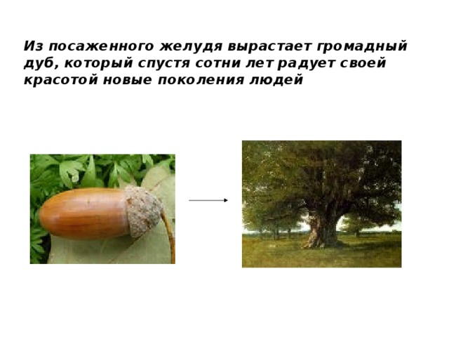Из посаженного желудя вырастает громадный дуб, который спустя сотни лет радует своей красотой новые поколения людей 