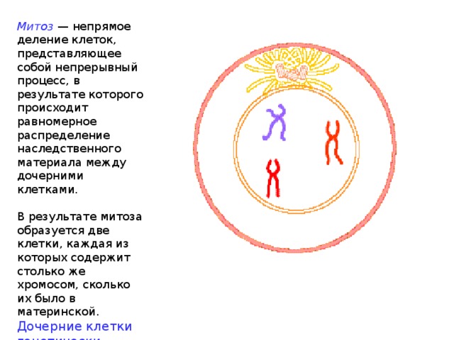 Митоз — непрямое деление клеток, представляющее собой непрерывный процесс, в результате которого происходит равномерное распределение наследственного материала между дочерними клетками. В результате митоза образуется две клетки, каждая из которых содержит столько же хромосом, сколько их было в материнской. Дочерние клетки генетически идентичны родительской.  