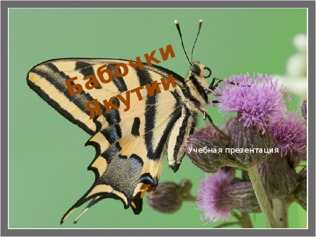 Бабочки Якутии Учебная презентация 