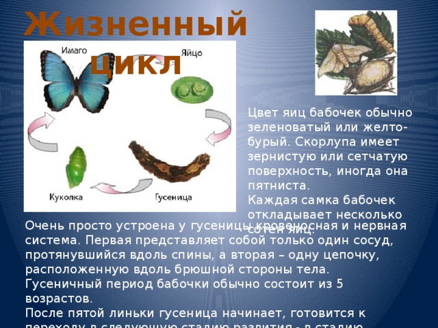 Жизненный цикл Цвет яиц бабочек обычно зеленоватый или желто-бурый. Скорлупа имеет зернистую или сетчатую поверхность, иногда она пятниста.  Каждая самка бабочек откладывает несколько сотен яиц. Очень просто устроена у гусеницы кровеносная и нервная система. Первая представляет собой только один сосуд, протянувшийся вдоль спины, а вторая – одну цепочку, расположенную вдоль брюшной стороны тела.  Гусеничный период бабочки обычно состоит из 5 возрастов.  После пятой линьки гусеница начинает, готовится к переходу в следующую стадию развития - в стадию куколки 