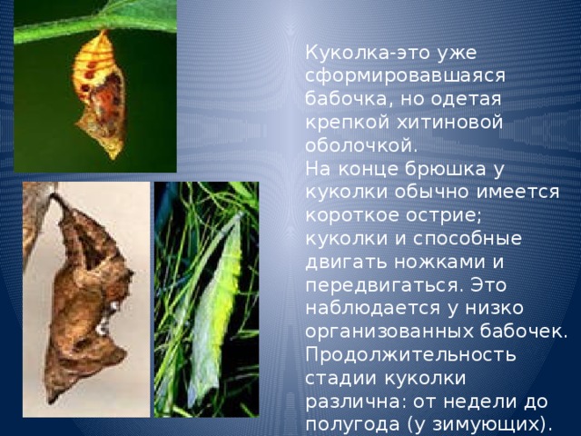 Куколка-это уже сформировавшаяся бабочка, но одетая крепкой хитиновой оболочкой.  На конце брюшка у куколки обычно имеется короткое острие; куколки и способные двигать ножками и передвигаться. Это наблюдается у низко организованных бабочек.  Продолжительность стадии куколки различна: от недели до полугода (у зимующих). 