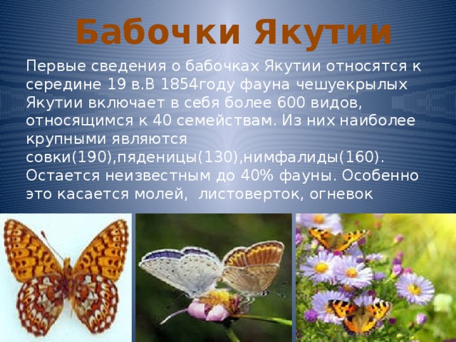 Бабочки Якутии Первые сведения о бабочках Якутии относятся к середине 19 в.В 1854году фауна чешуекрылых Якутии включает в себя более 600 видов, относящимся к 40 семействам. Из них наиболее крупными являются совки(190),пяденицы(130),нимфалиды(160). Остается неизвестным до 40% фауны. Особенно это касается молей, листоверток, огневок 