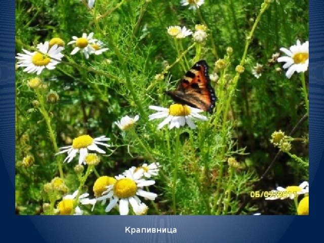 Крапивница 
