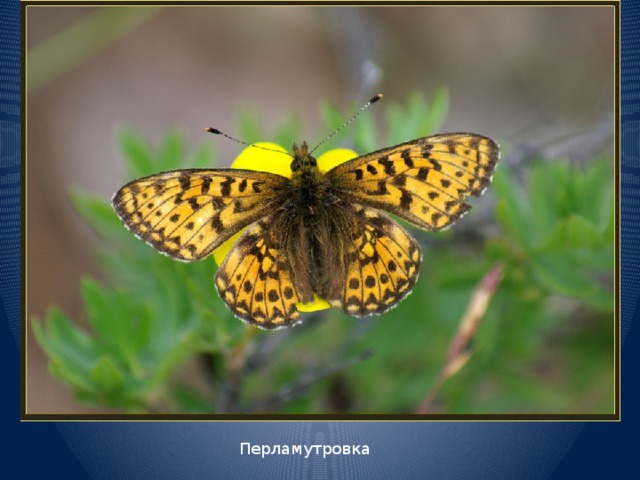 Перламутровка 