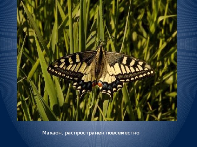 Махаон, распространен повсеместно 