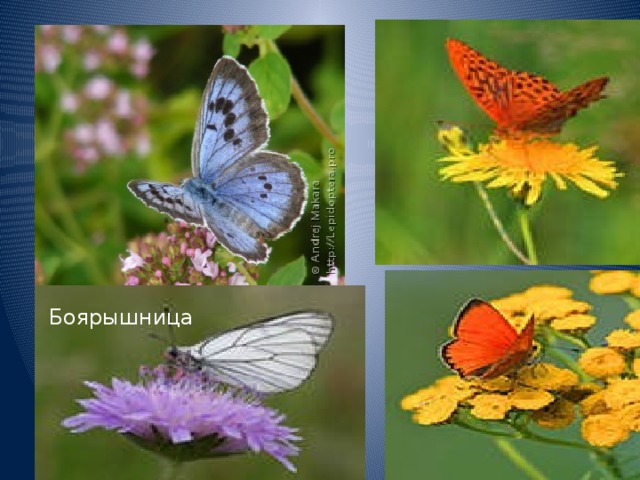 Боярышница 