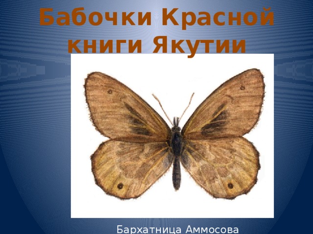 Бабочки Красной книги Якутии Бархатница Аммосова 