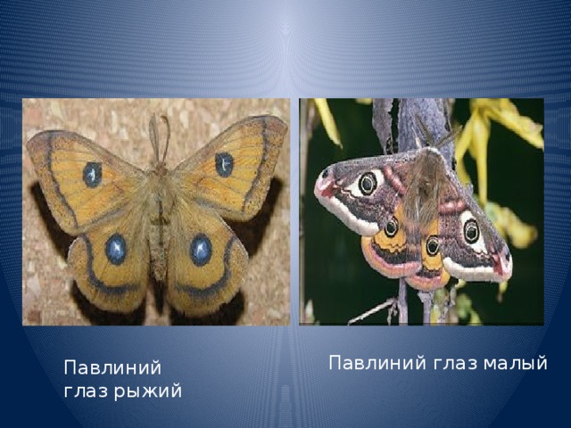 Павлиний глаз малый Павлиний глаз рыжий 