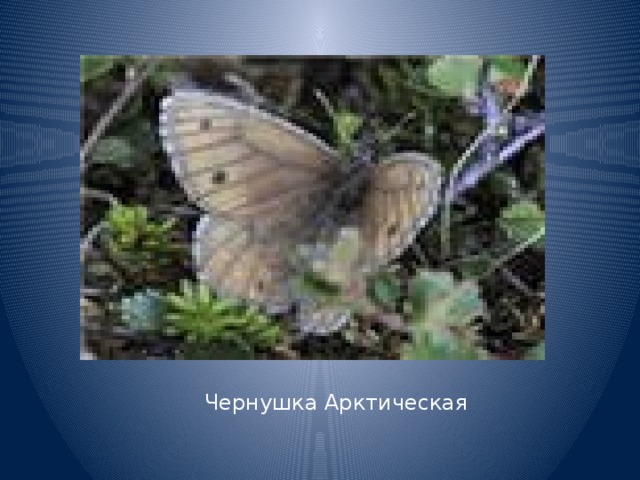 Чернушка Арктическая 