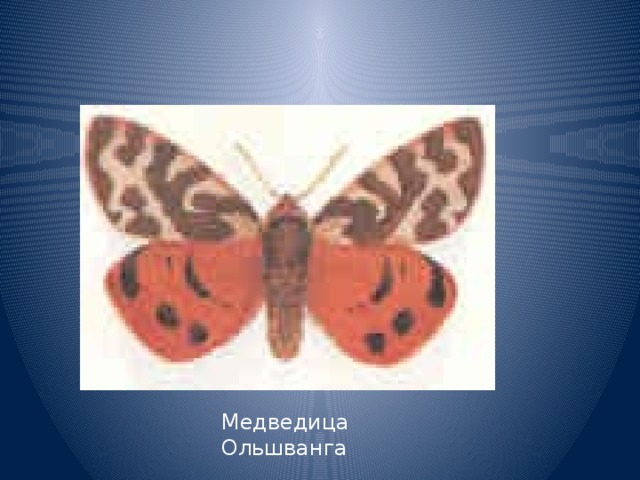 Медведица Ольшванга 