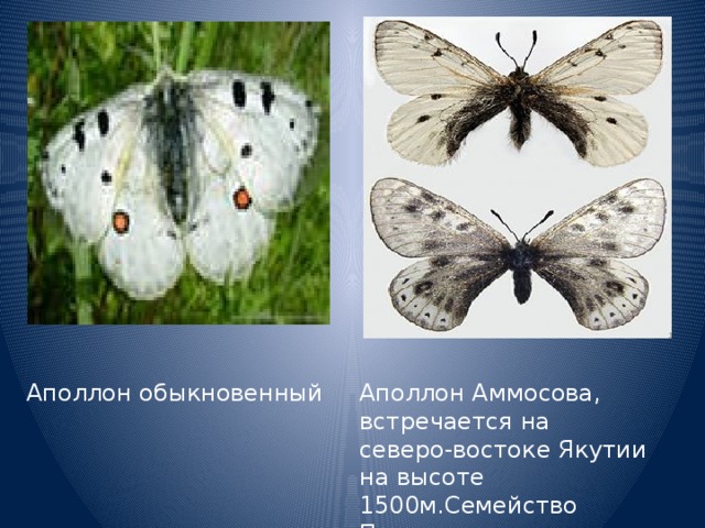 Аполлон обыкновенный Аполлон Аммосова, встречается на северо-востоке Якутии на высоте 1500м.Семейство Парусники,эндемик 